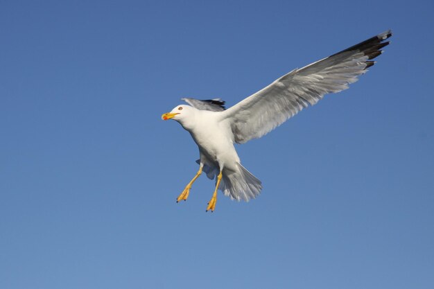 Mouette