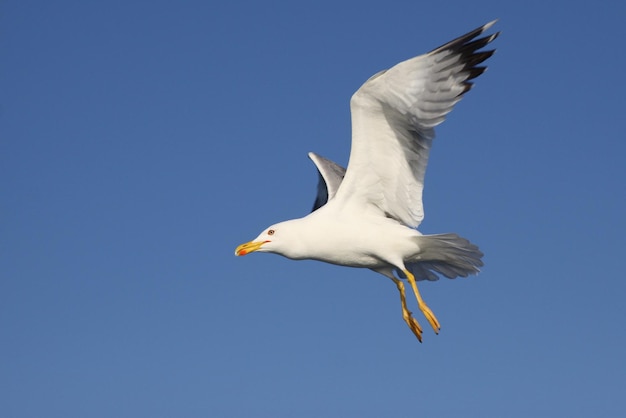 Mouette