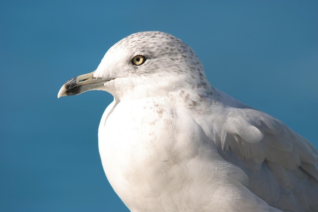 Mouette