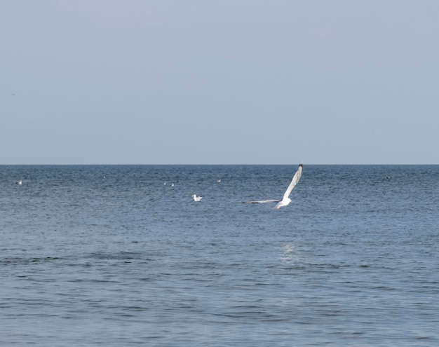 Les mouettes au-dessus de la mer Les mouettes en vol