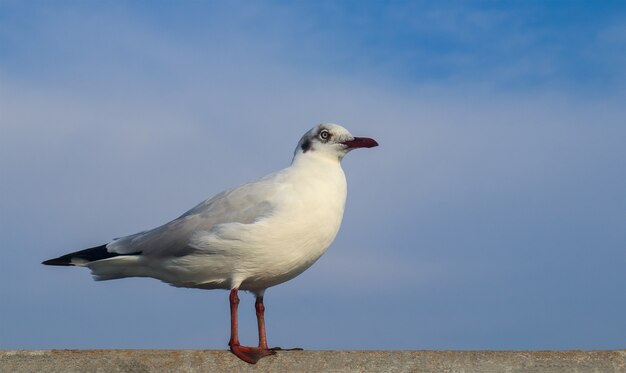 Photo mouettes sur balustrade de pont en béton dans la mer tropicale.