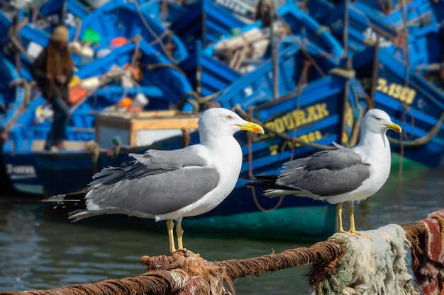 Mouettes et bateaux bleus à Essaouira