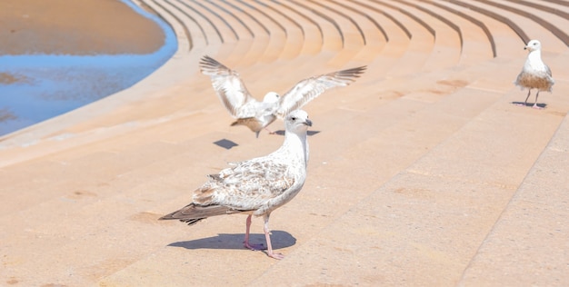 Mouettes à Blackpool