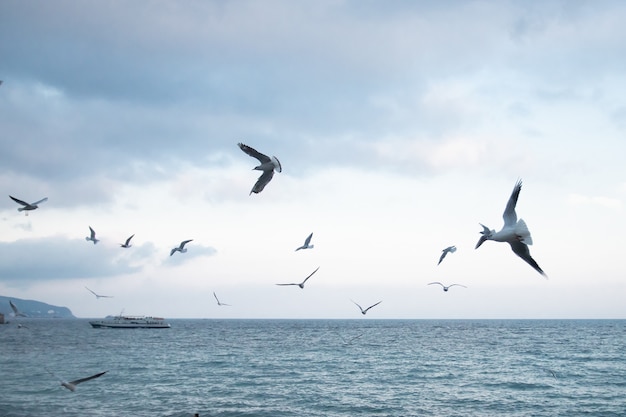 Les mouettes blanches survolent la côte de la mer