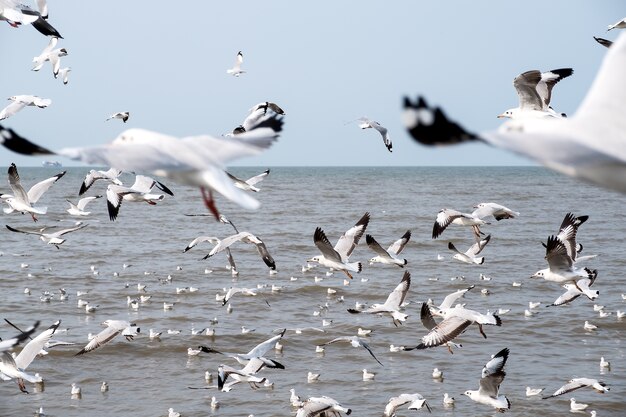 Mouettes sur ciel bleu