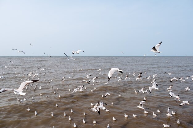 Mouettes sur le ciel