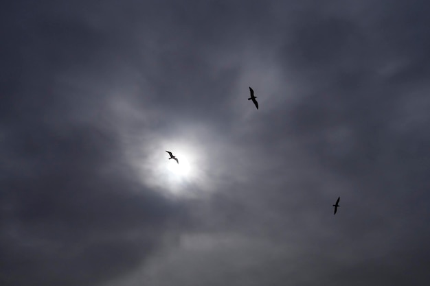 Mouettes dans le ciel