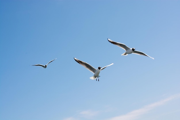 Les mouettes dans le ciel