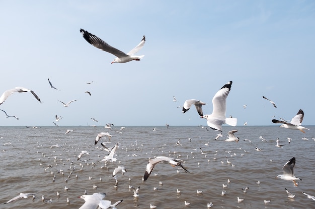 Mouettes dans le ciel