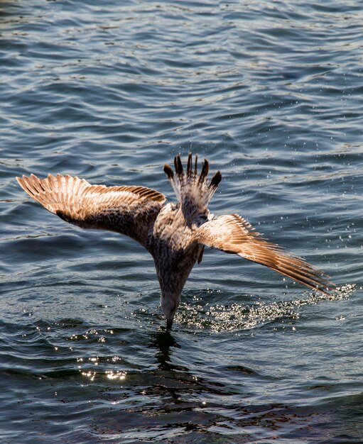 Mouettes dans l'eau de la mer