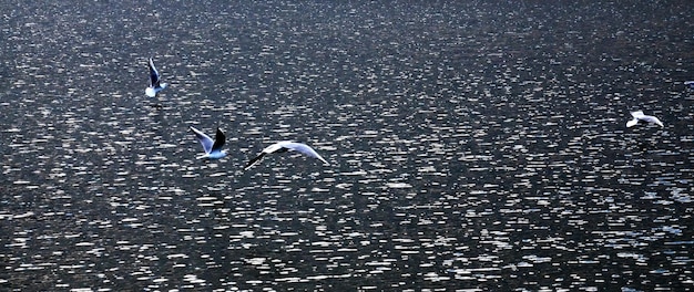 Les mouettes dans le lac d'Ohrid, en Macédoine