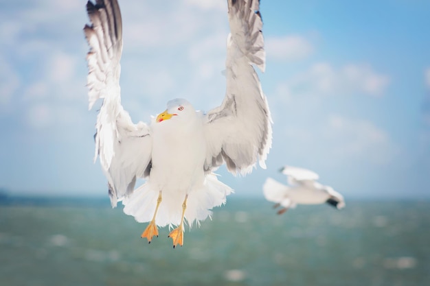 Mouettes dans la mer