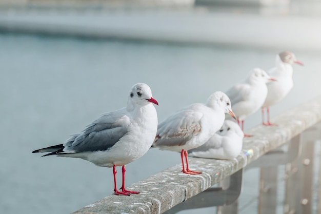 Les mouettes dans le port