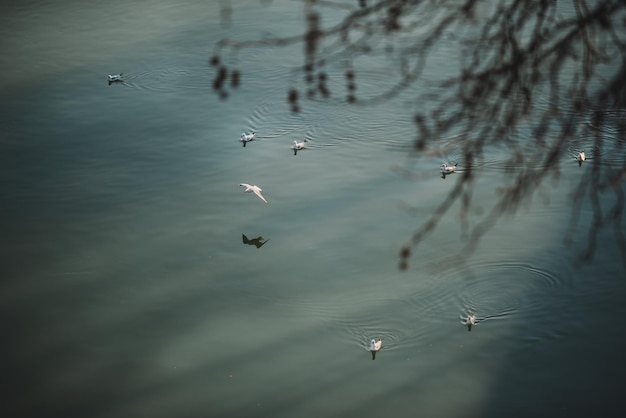 Mouettes dans la rivière