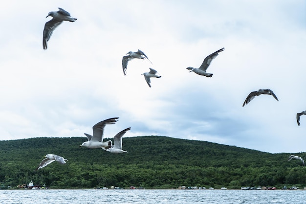 Mouettes debout volant au-dessus de la mer