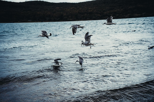 Mouettes debout volant au-dessus de la mer