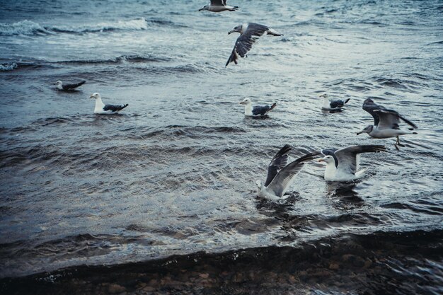 Mouettes debout volant au-dessus de la mer