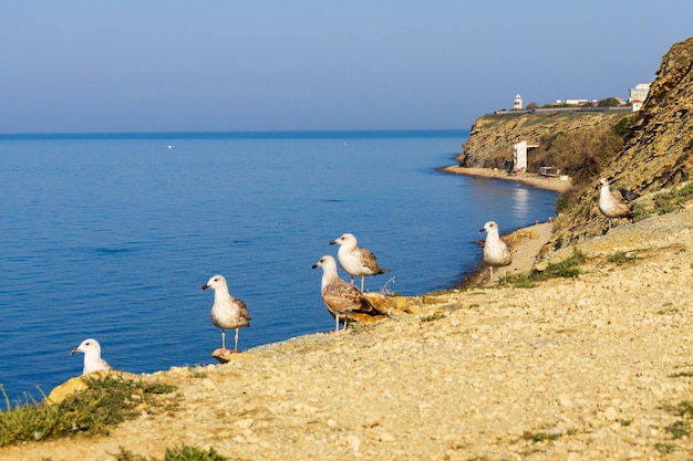 mouettes sur une digue