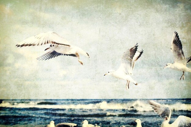 Photo des mouettes jouant sur une plage de printemps à la mer baltique