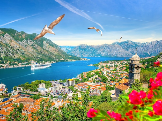 Mouettes à Kotor