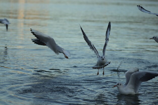 les mouettes sur le lac demandent de la nourriture par une journée ensoleillée les mouettes jouent dans l'eau