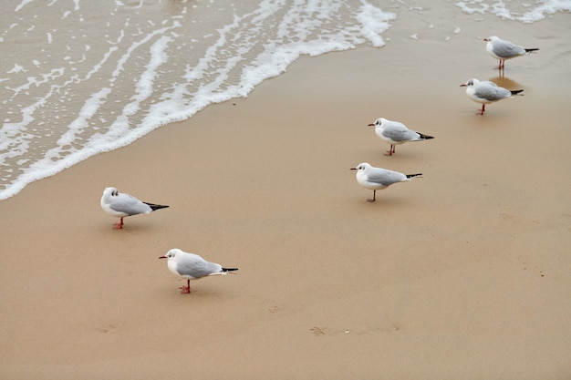 Mouettes marchant sur le bord de mer. Mouettes rieuses, marchant sur une plage de sable près de la mer Baltique