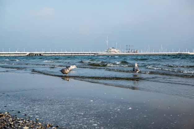 Mouettes marchant sur le rivage de la mer Baltique