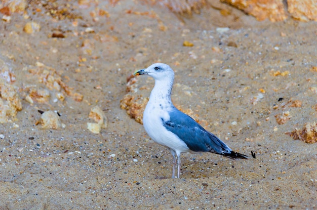 Mouettes marchant sur le sable de la mer en Algarve.