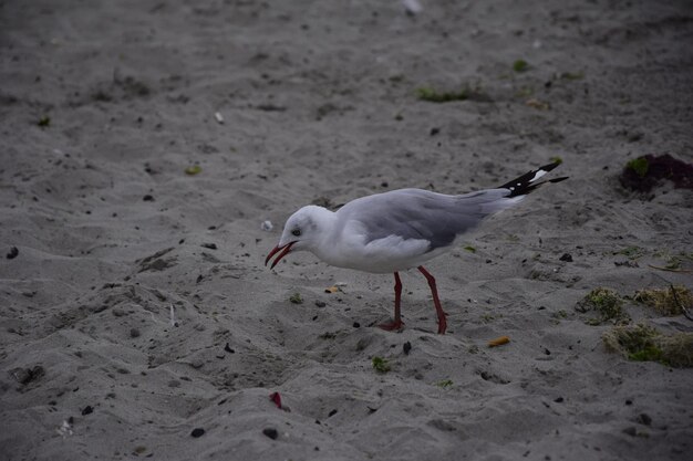 Les mouettes marchent sur la plage de sable de la ville de Paracas Pérou Gros plan