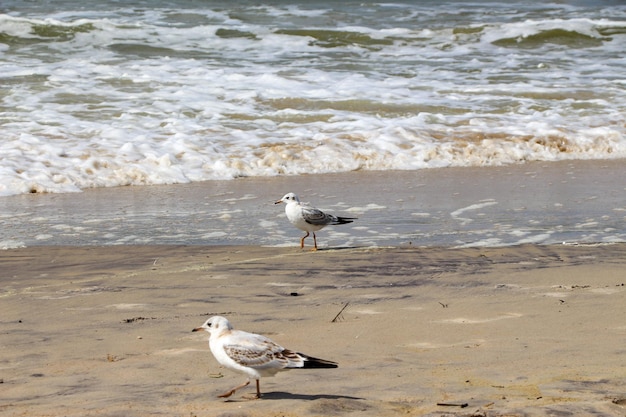 Mouettes de la mer Baltique