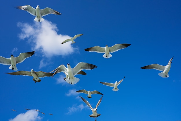 Mouettes, mouettes, voler, sur, ciel bleu