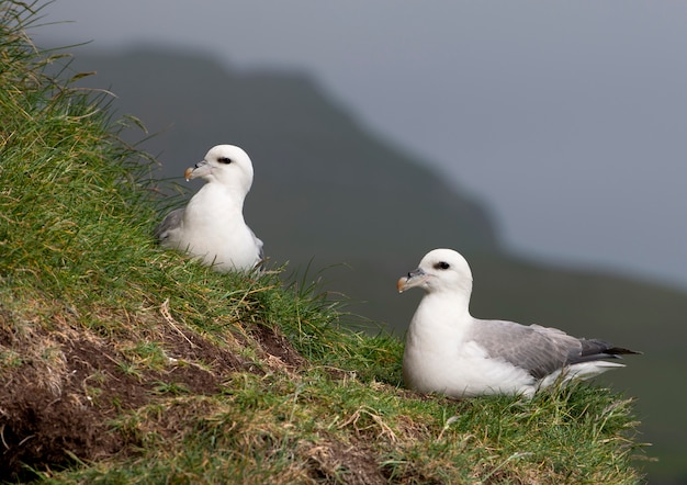 Mouettes sur Mykines, îles Féroé