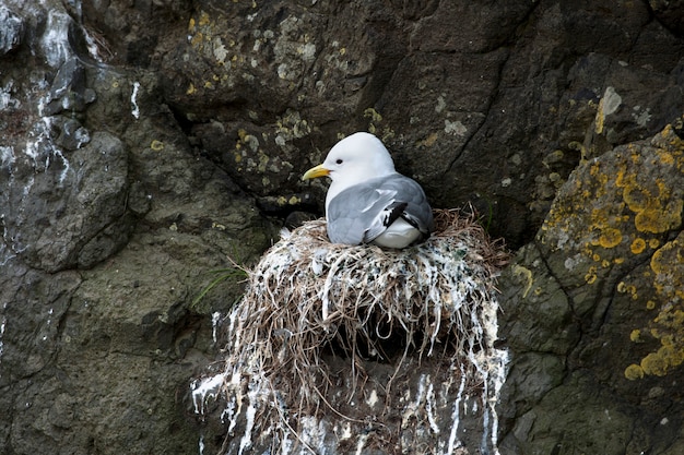 Photo mouettes sur mykines, îles féroé