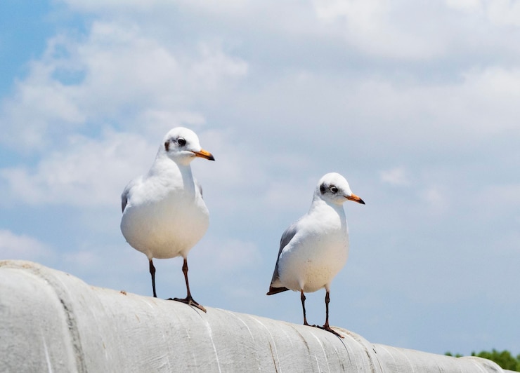 Photo des mouettes perchées sur une balustrade contre le ciel