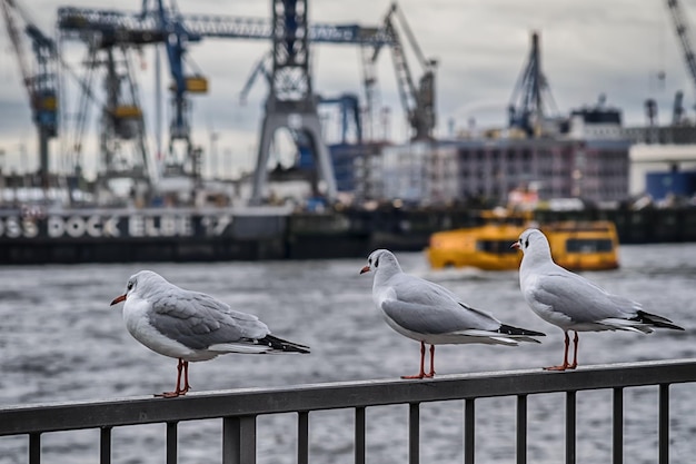 Des mouettes perchées sur une balustrade contre l'horizon