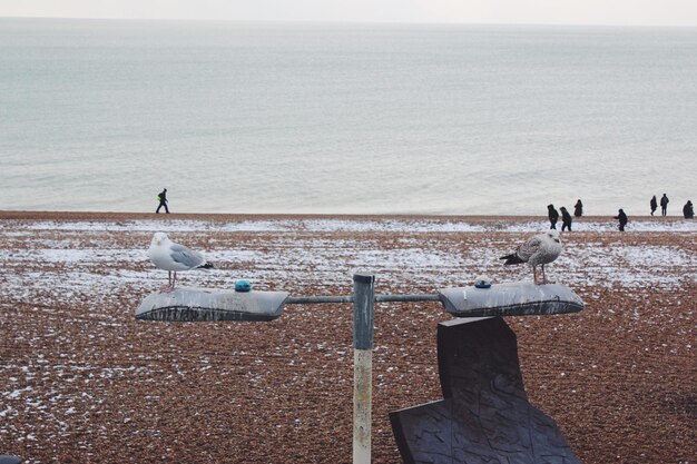 Photo des mouettes perchées sur la plage