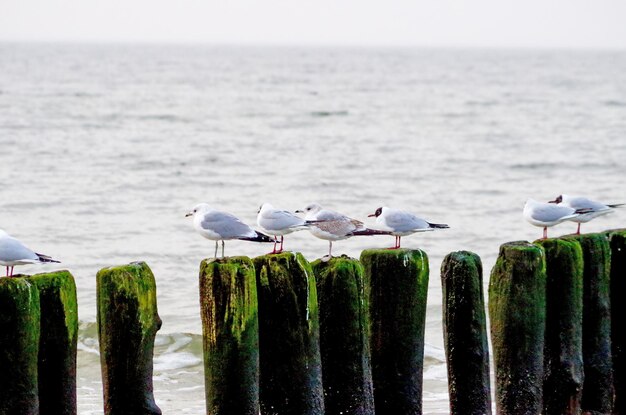 Photo des mouettes perchées sur un poteau de bois en mer