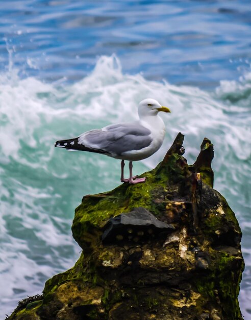 Photo des mouettes perchées sur un rocher contre la mer