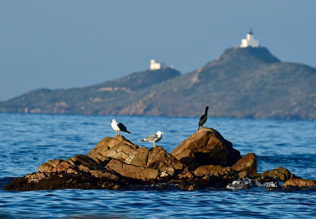 Photo des mouettes perchées sur des rochers au bord de la mer contre un ciel clair