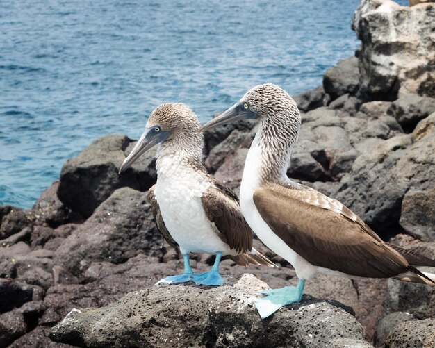 Photo des mouettes perchées sur des rochers au bord de la mer