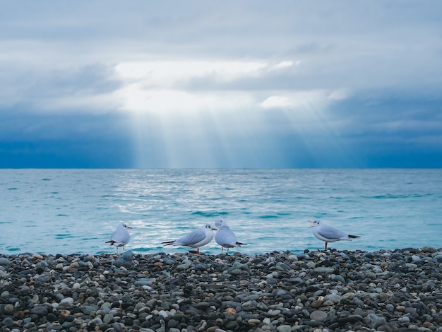 Mouettes sur la plage. 4 mouettes se tiennent sur la côte de la mer Noire