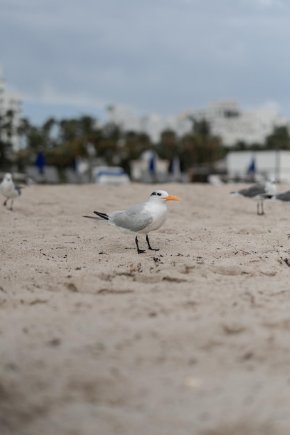 Mouettes sur la plage, Miami Florida USA