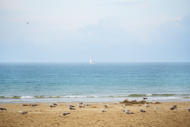 Mouettes sur la plage de sable