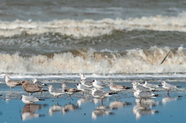 Les mouettes sur la plage