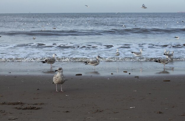 Photo les mouettes sur la plage