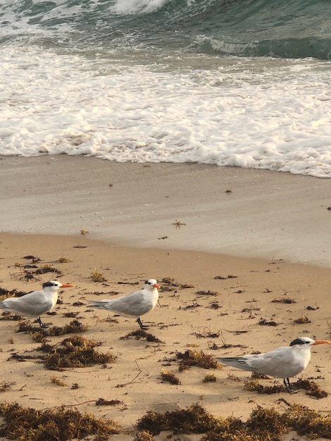 Photo les mouettes sur la plage