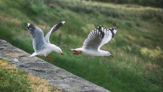 Mouettes prenant le terrain