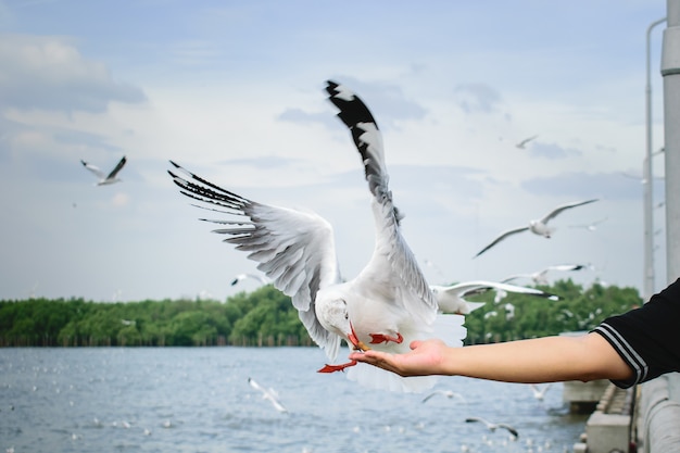 Les mouettes qui volent viennent manger de la nourriture sur les mains d&#39;un homme le soir à la mer.