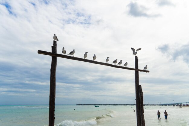 Les mouettes s'assoient sur une poutre contre un ciel nuageux Une arche en bois au bord de la mer les mouettes s'assoient