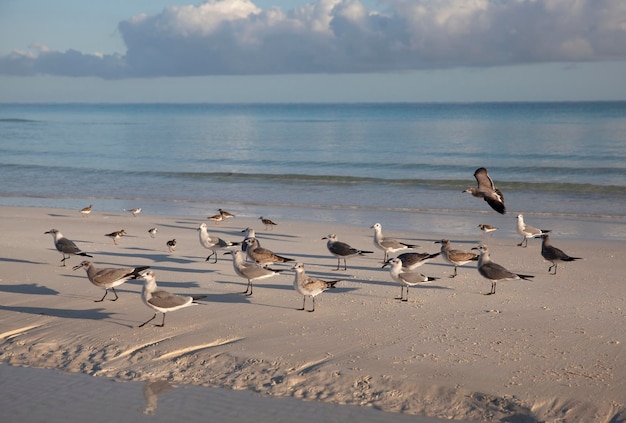 Les mouettes se promènent le long de la plage sur la côte